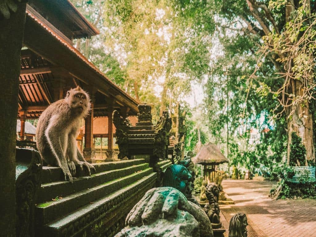 Ubud Rice Terraces & Monkey Forest