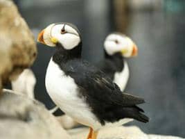 Georgia Aquarium: Fast Track Ticket